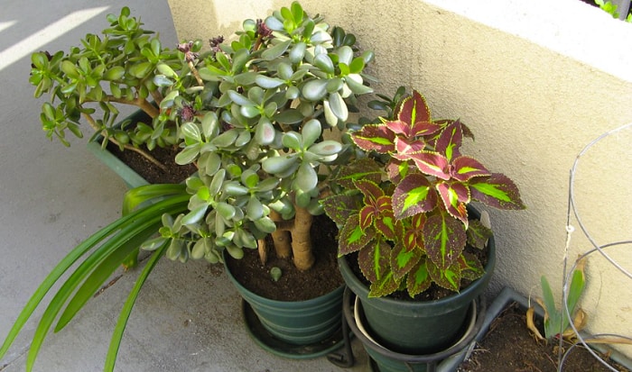 replant-jade-plant