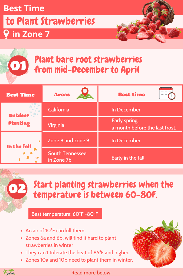 strawberries-to-grow-in-Zone-7