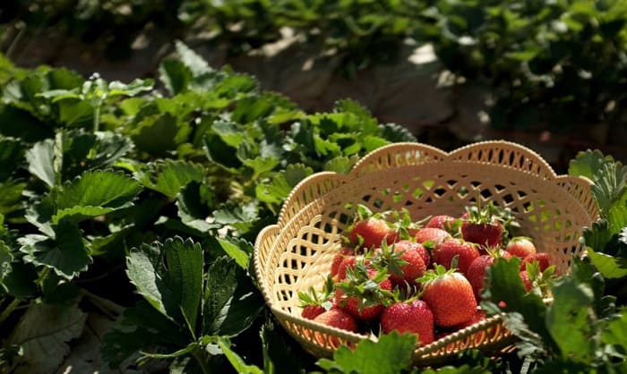 strawberry-plants-florida