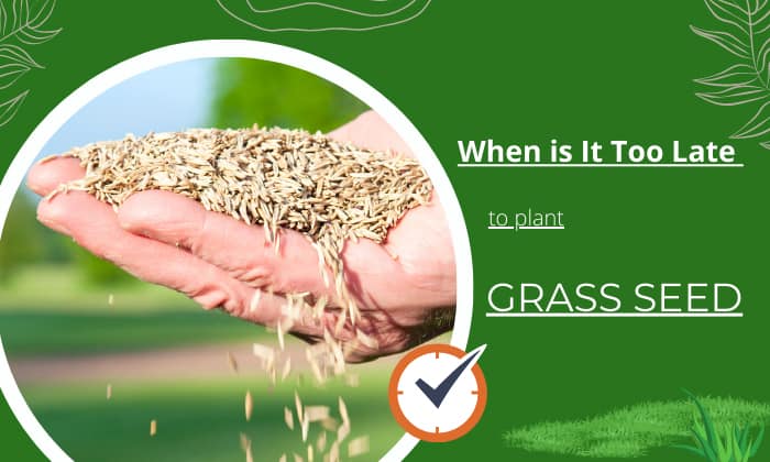 when is it too late to plant grass seed