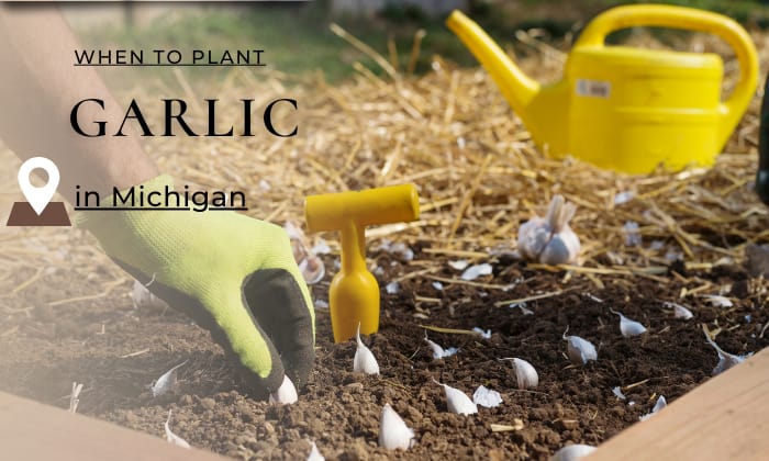 when to plant garlic in michigan