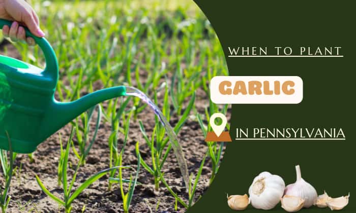 when to plant garlic in pennsylvania