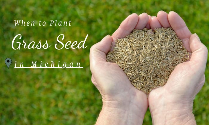 when to plant grass seed in maryland