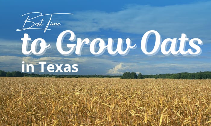 when to plant oats in texas