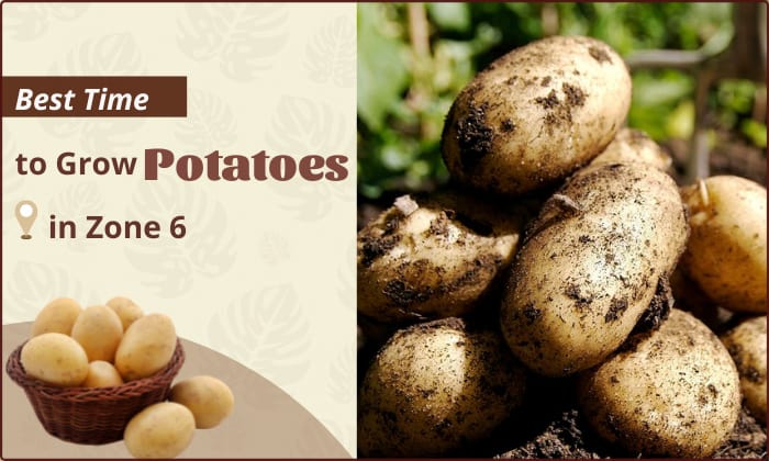 when to plant potatoes in zone 6