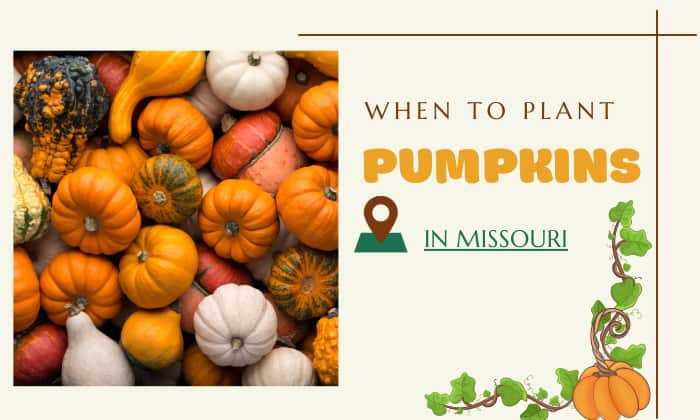 when to plant pumpkins in missouri