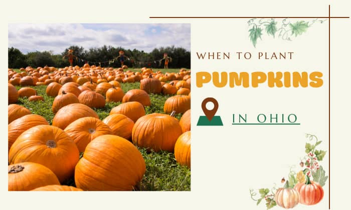 when to plant pumpkins in ohio