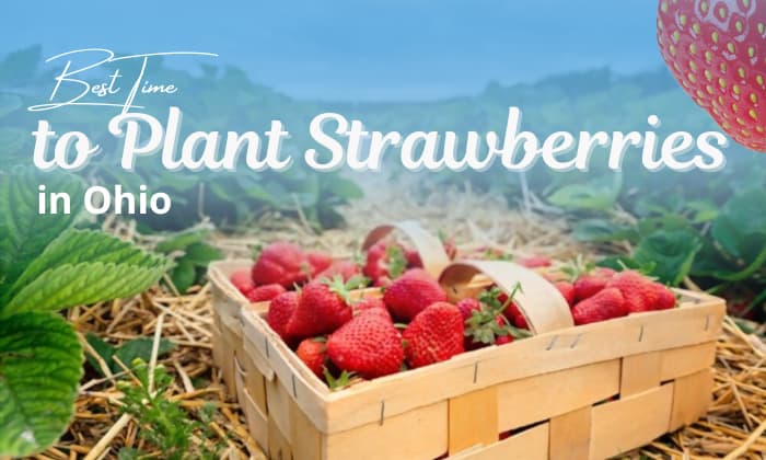 when to plant strawberries in ohio
