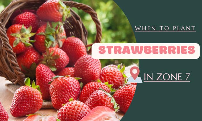 when to plant strawberries in zone 7