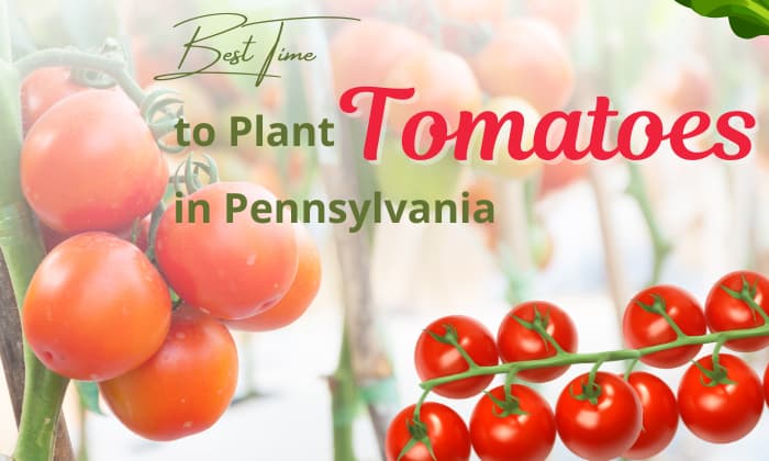 when to plant tomatoes in pennsylvania