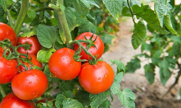 best-place-to-plant-tomatoes