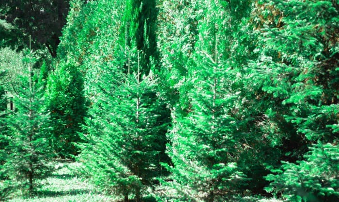 best-time-to-plant-green-giant-arborvitae