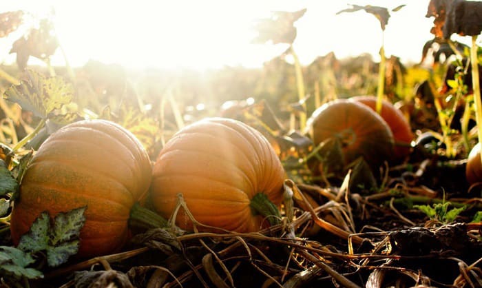 do-pumpkins-grow-in-florida