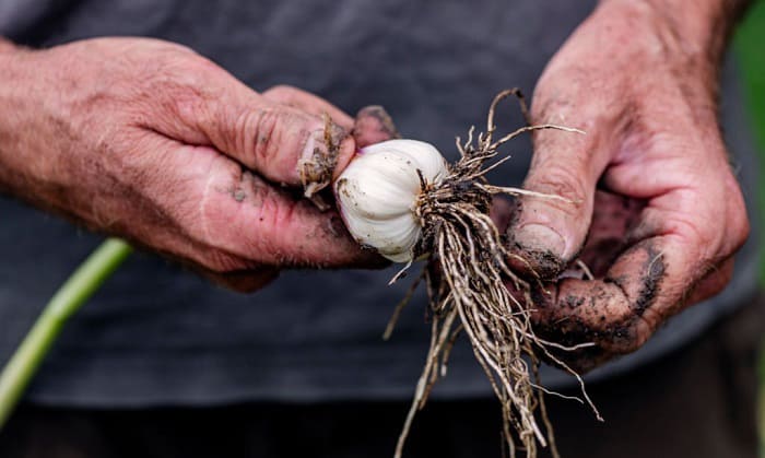 growing-garlic-in-ohio