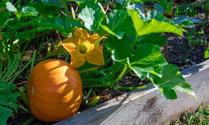 growing-halloween-pumpkins