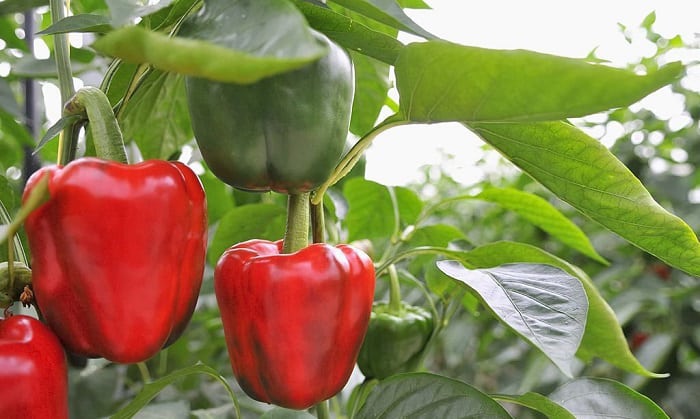 plant-bell-peppers