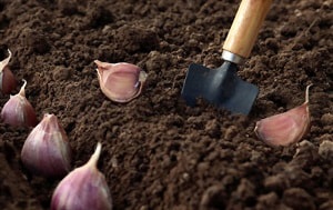 planting-garlic-zone-6