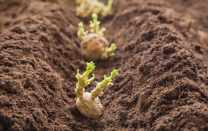 planting-potatoes-in-colorado