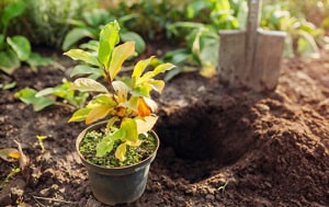 shrubs-to-plant-in-fall
