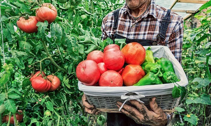 tomato-season-california