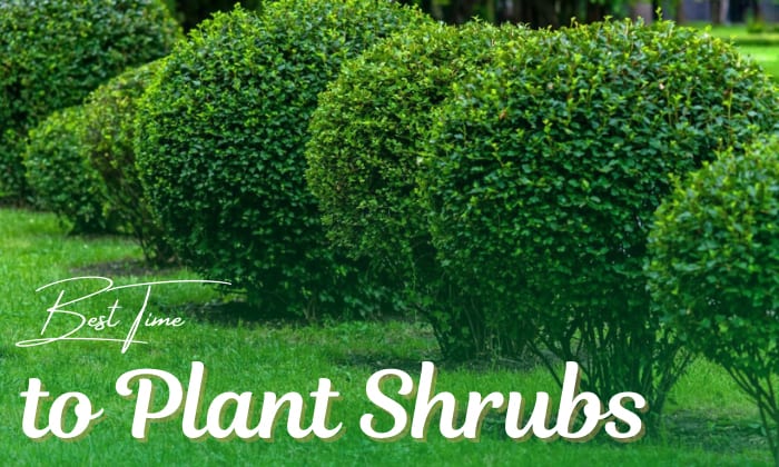 When is the Best Time to Plant Shrubs for Best Growth?