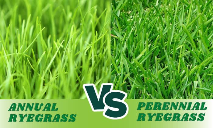 When to Plant Annual and Perennial Ryegrass?