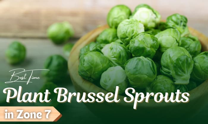 when to plant brussel sprouts zone 7