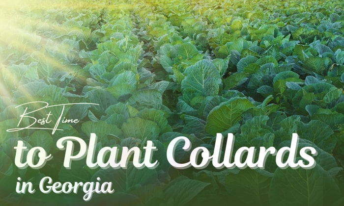 when to plant collards in georgia