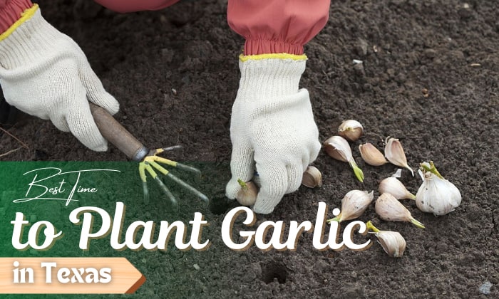 when to plant garlic in texas