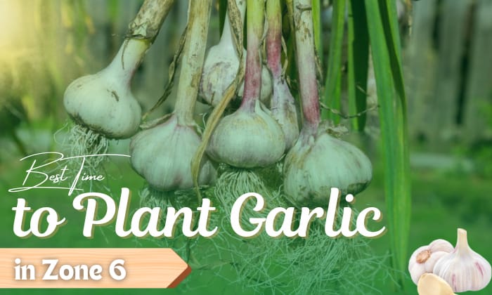 when to plant garlic in zone 6