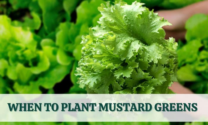 when to plant mustard greens
