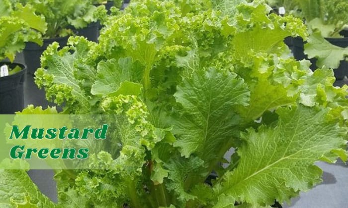 when-to-plant-mustard-greens-in-texas