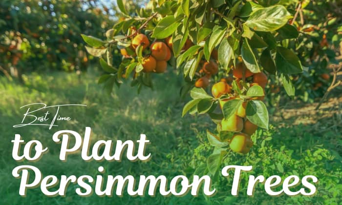 when to plant persimmon trees