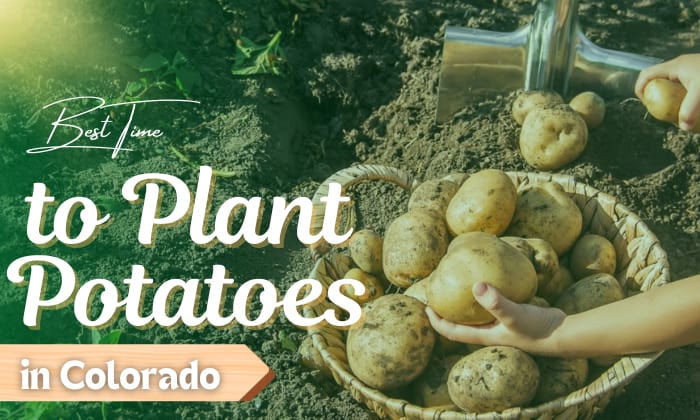 when to plant potatoes in colorado