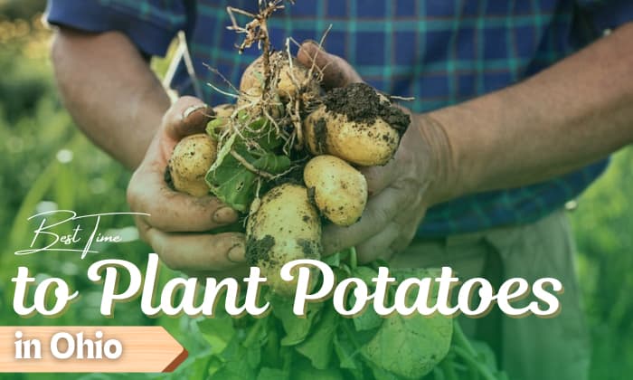 When to Plant Potatoes in Ohio? (Indoor & Outdoor)