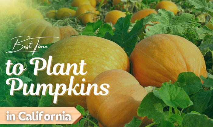 when to plant pumpkins in california