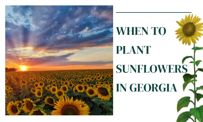 when to plant sunflowers in georgia