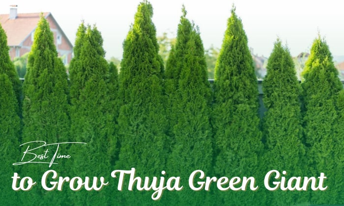 when to plant thuja green giant