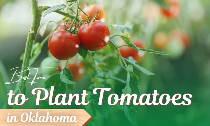 when to plant tomatoes in oklahoma