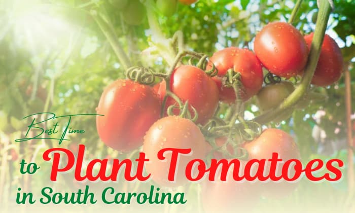 when to plant tomatoes in south carolina