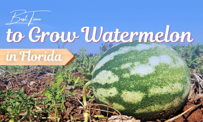 when to plant watermelon in florida