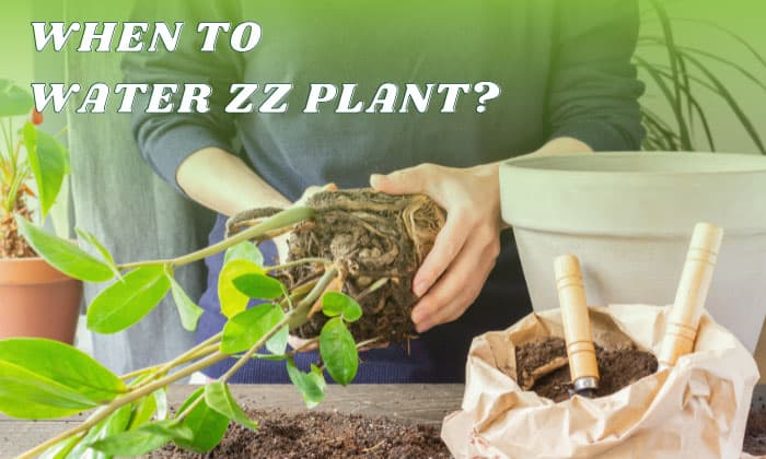 when to water zz plant