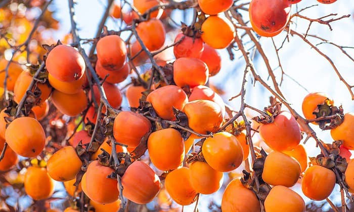 where-to-plant-persimmon-tree