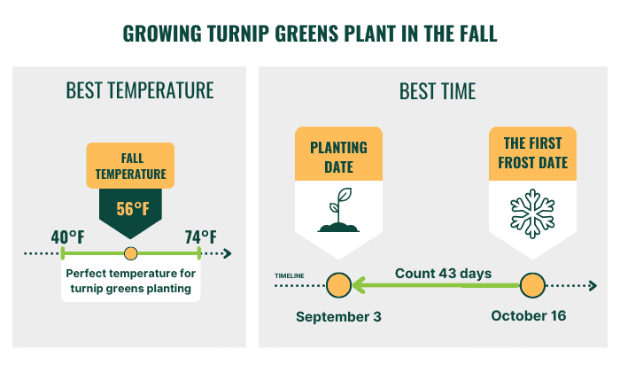 Grow-Turnip-Greens-Plant-in-September-in-the-fall