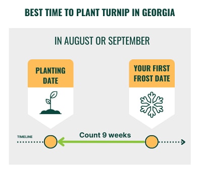When-to-Plant-Turnip-in-Georgia-in-August-or-September