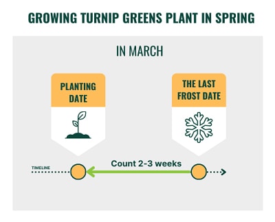 When-to-Plant-Turnip-in-Georgia-in-March