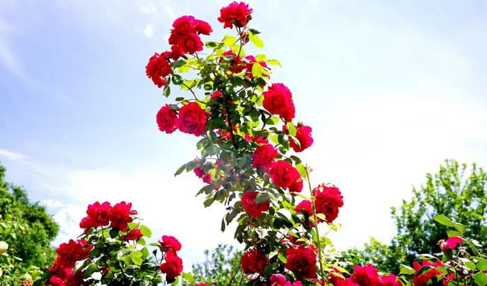 climbing-roses-in-zone-7