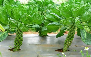 grow-brussel-sprouts