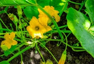 growing-pumpkins-commercially