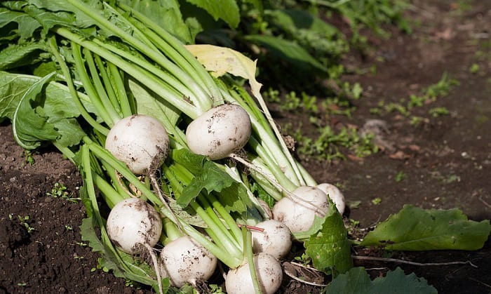 growing-turnip-greens